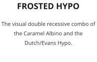FROSTED HYPO The visual double recessive combo of the Caramel Albino and the Dutch/Evans Hypo.